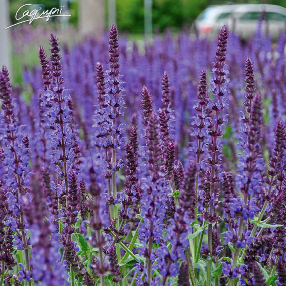 Шалфей дубравный 'Night Field' - 1 Шалфей дубравный 'Night Field' - 1