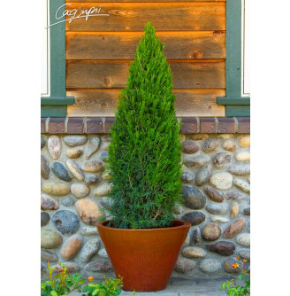 Можжевельник китайский 'Spartan'