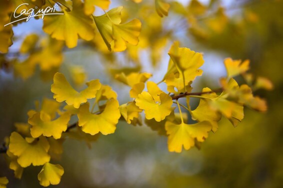 Гинкго билоба - 1