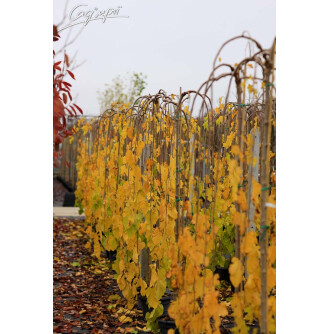 Шовковиця біла 'Pendula'