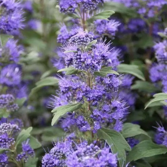 Кариоптерис кландонский - 3 Кариоптерис кландонский - 3