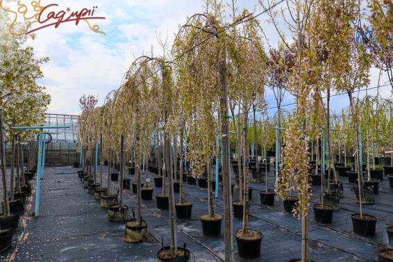 Вишня субхиртела 'Pendula' - 13