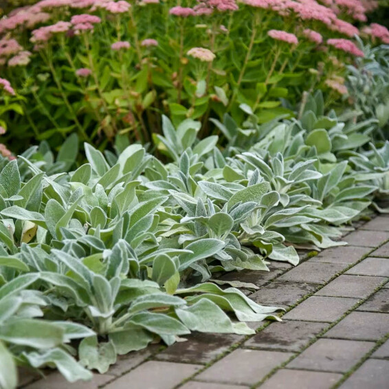 Чистец византийский ‘Silver Carpet’ - 4 Чистец византийский ‘Silver Carpet’ - 4