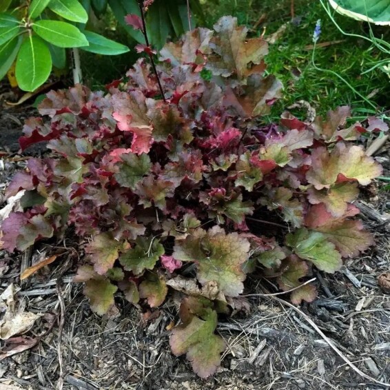Гейхера дрібноквіткова 'Crimson Curls', С2 - - 2