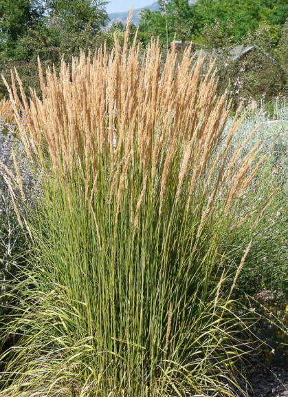 Куничник гостроквітковий 'Avalanche' - 4