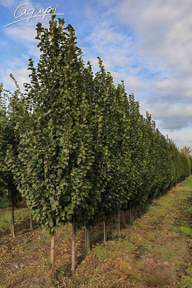 Граб обыкновенный 'Lucas' - 4 Граб обыкновенный 'Lucas' - 4