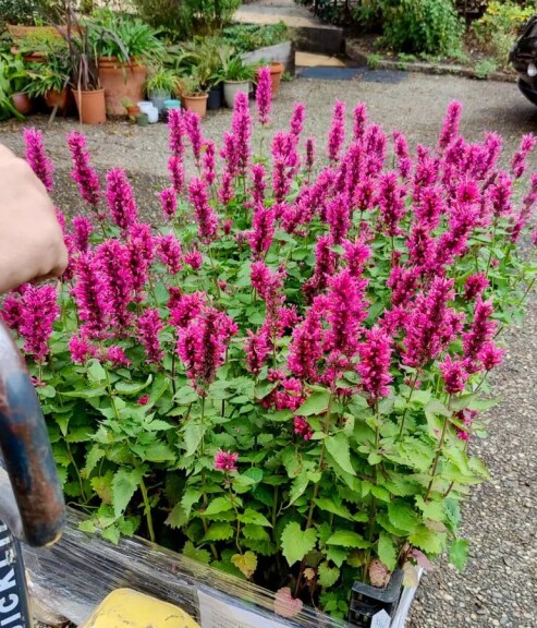 Агастахис (многоколосник) ‘Danish Delight’® PBR - 3