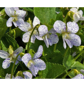 Фиалка мотыльковая 'Freckles'