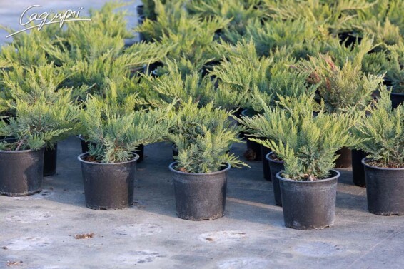 Ялівець козацький 'Tamariscifolia' #4, C7 40-60 - 7