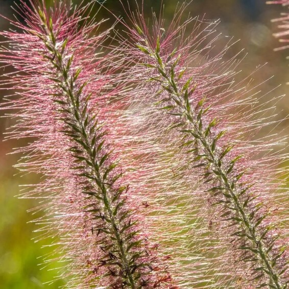 Перистощетинник лисохвостный 'Red head' - 2