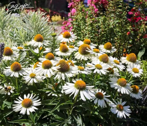 Ехінацея пурпурна 'White Swan' - 8