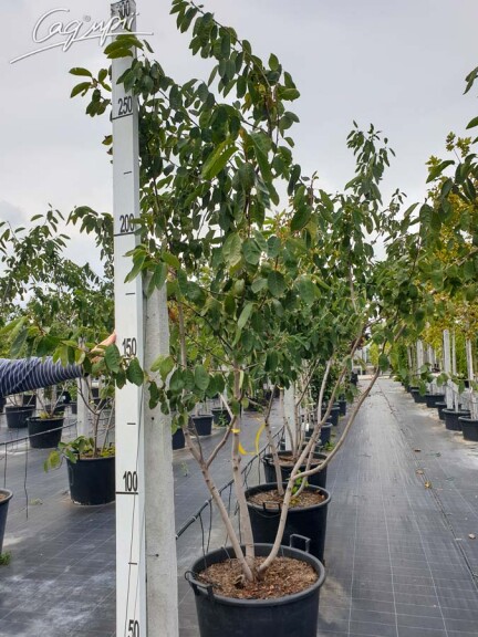 Ирга Ламарка #7, WRB MST - - - 12 Ирга Ламарка #7, WRB MST - - - 12