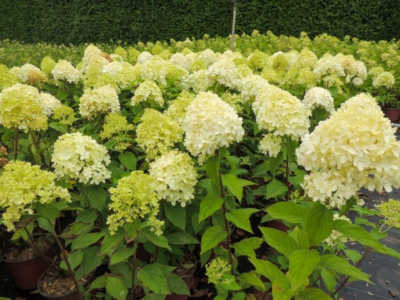 Гортензія волотиста 'Limelight' ® #4, С7 - - 2