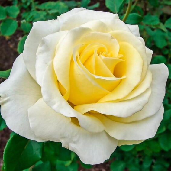 Троянда чайно-гибридна 'Advance' - 5