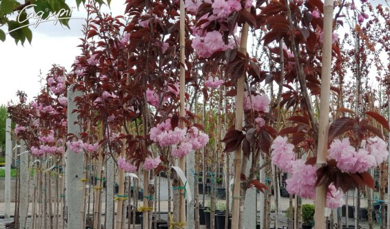 Сакура мелкопильчатая 'Royal Burgundy' #12, WRB 20--25 350-400 St. 200-225 - 7
