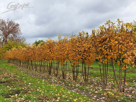 Горобина середня (скандинавська) #3, WRB 14--16 300-350 St. 1/2 - 6 Горобина середня (скандинавська) #3, WRB 14--16 300-350 St. 1/2 - 6