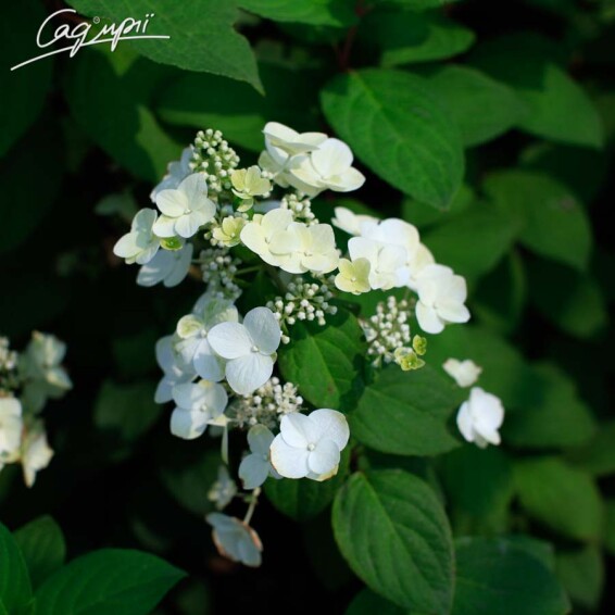 Гортензия метельчатая 'Mega Mindy ®' - 4 Гортензия метельчатая 'Mega Mindy ®' - 4