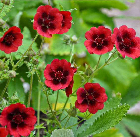 Лапчатка Тонга 'Monarch Velvet' - 4