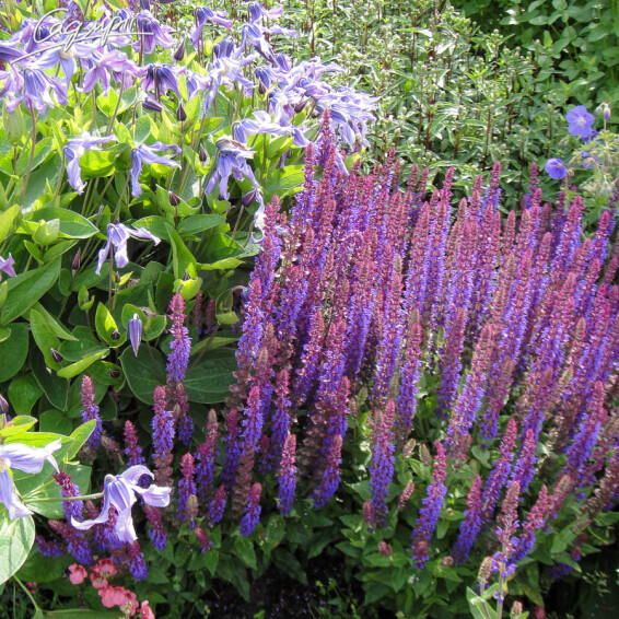 Шалфей дубравный 'Caradonna', C2 - - 4