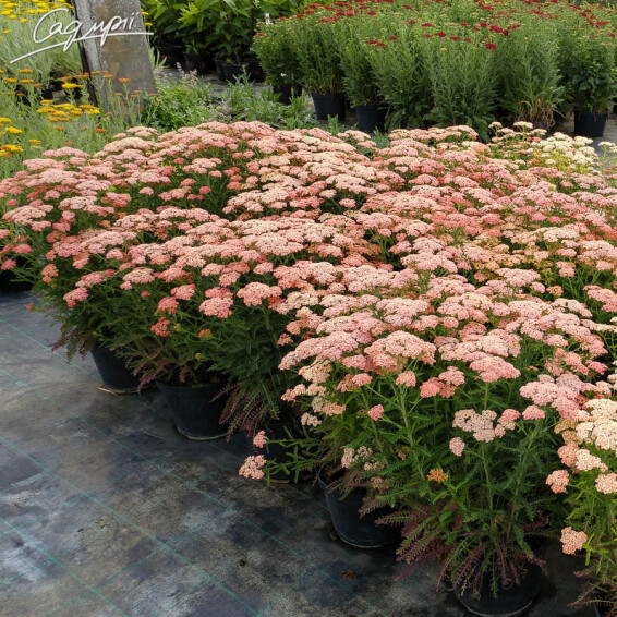 Тысячелистник гибридный 'Tutti Frutti Apricot Delight ®' - 4