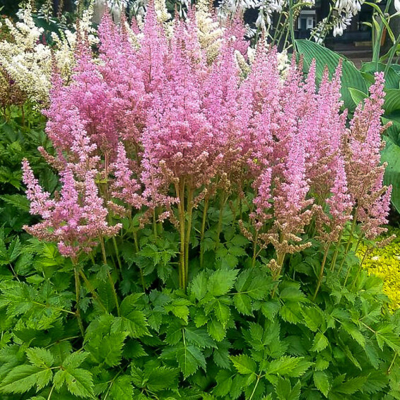 Астільба китайська 'Vision in Pink' ® PBR, ГК - - 2