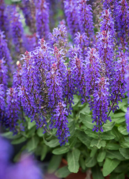 Шавлія лісова 'Rianne® PBR', ГК - - 4