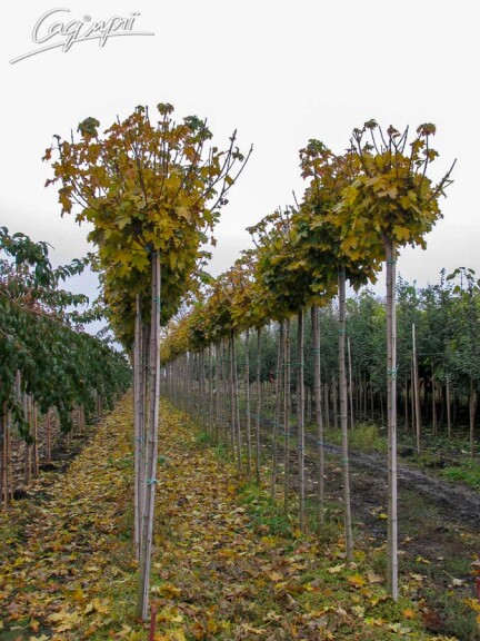 Клен гостролистий 'Globosum' - 6