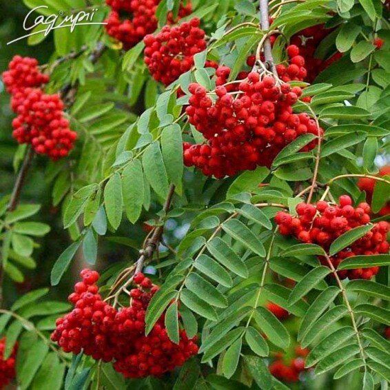 Рябина обыкновенная 'Pendula' - 3 Рябина обыкновенная 'Pendula' - 3