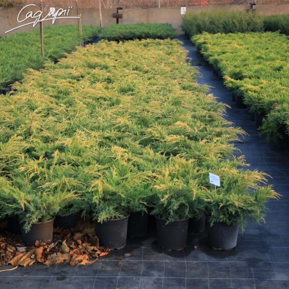 Можжевельник средний 'Gold Star' - 4