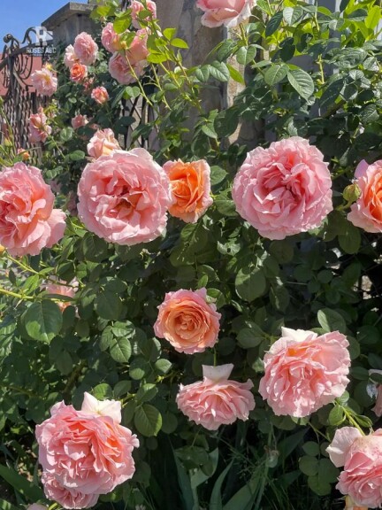 Роза флорибунда 'Polka' - 3