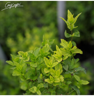 М'ята перцева 'Carynthiasa'