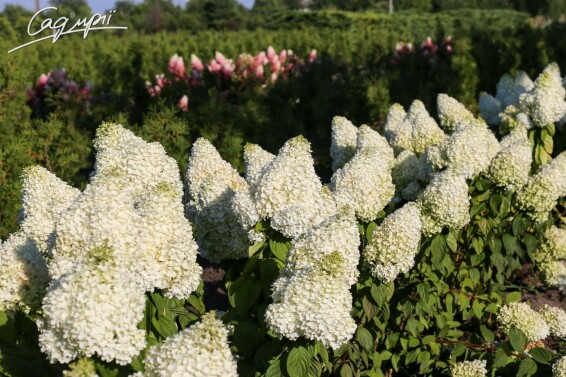 Гортензия метельчатая 'Magical Moonlight' ® - 2