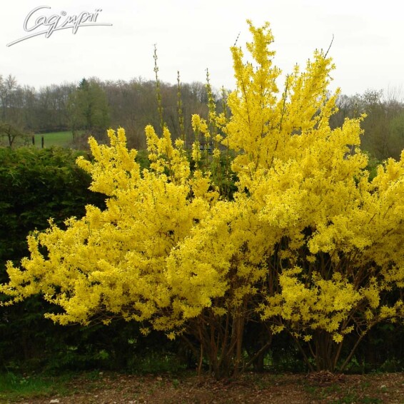 Форзиция средняя 'Lynwood' - 1