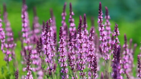 Шавлії для природного саду: топ-5 кращих сортів