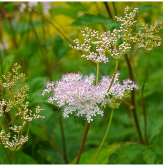 Гадючник пурпурний 'Elegans'