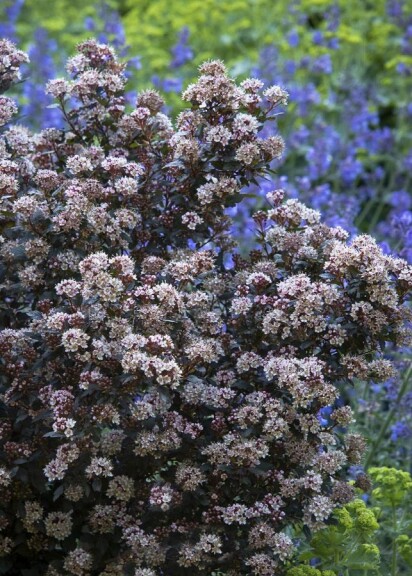 Пухироплідник калинолистний 'Little Joker' - 4