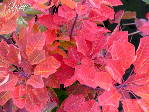 Скумпия кожевенная 'Royal Purple' - 2