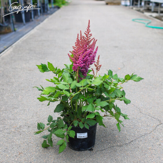 Астільба китайська 'Vision'®, С2 - - 4