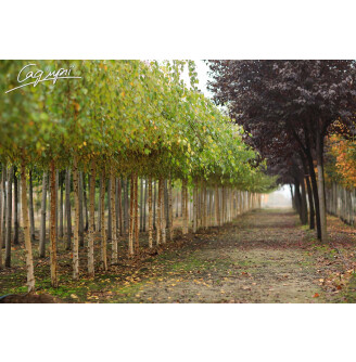 Береза плакуча 'Youngii'