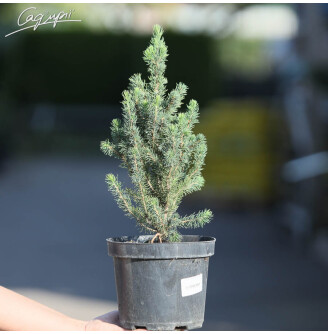 Ялина сиза 'Conica'