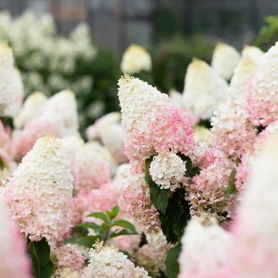 Гортензія волотиста 'Strawberry Blossom' ® - 4