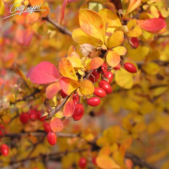 Барбарис Tунберга 'Atropurpurea' - 3