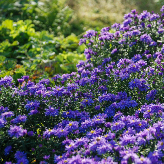 Айстра кущова 'Lady in Blue', Р9 - - 4