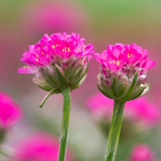 Армерія приморська - 2