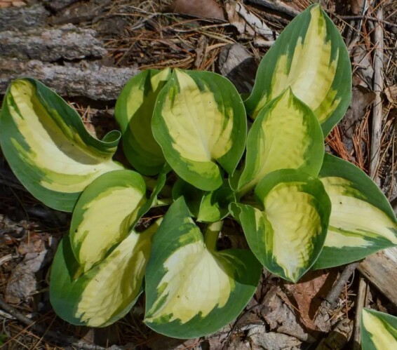 Хоста 'Popcorn' - 2