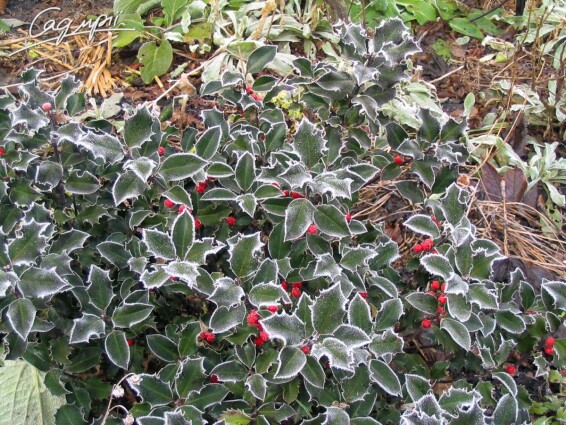 Магонія падуболиста - 2