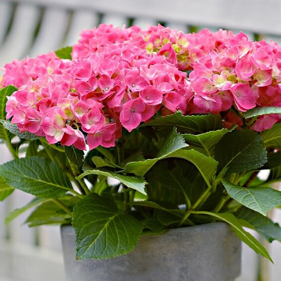 Гортензія крупнолиста 'Freudenstein' - 4 Гортензія крупнолиста 'Freudenstein' - 4