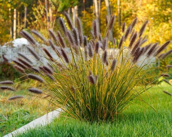 Перистощетинник лисохвостный 'Red head' #1, С1 - - 7