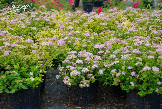 Спирея японская 'Little Princess', p9 - - 5 Спирея японская 'Little Princess', p9 - - 5