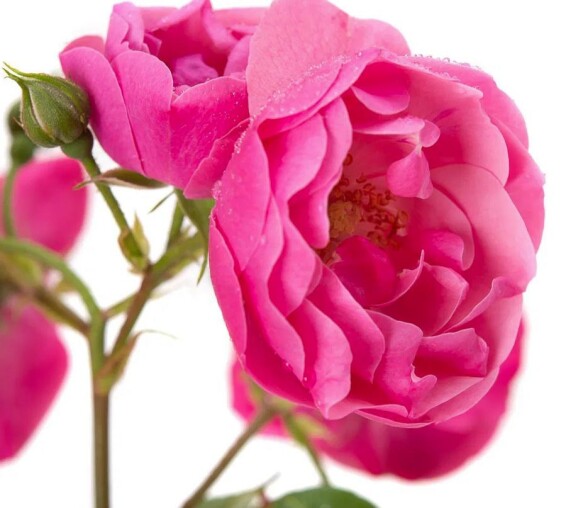 Роза бордюрная 'Angela' #1, C7 - - 5